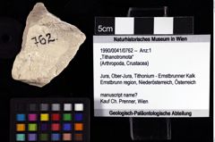 Foto (Objket + Etiketten) von „Tithanotromota“ 